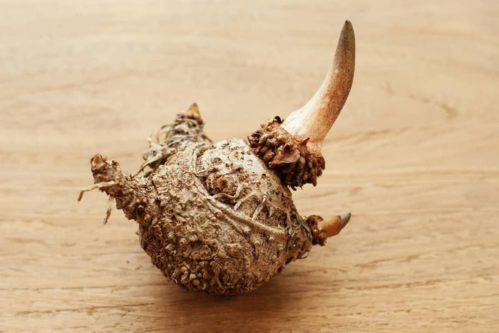 Glucomanano / Konjac