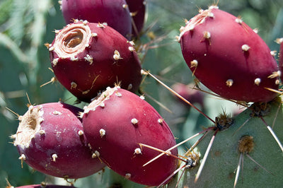 Aceite de Semilla de Tuna