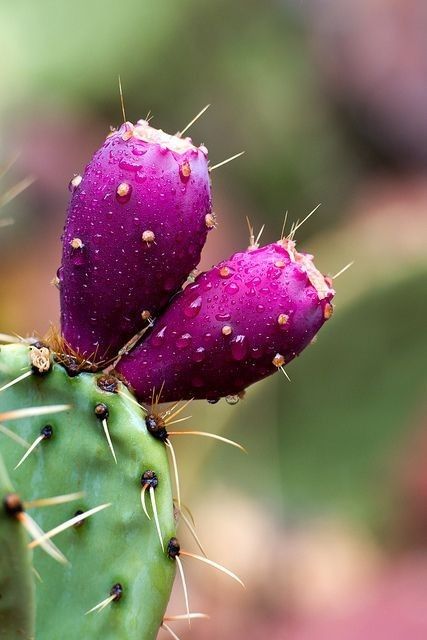 Aceite de Higo Chumbo (Tunas)