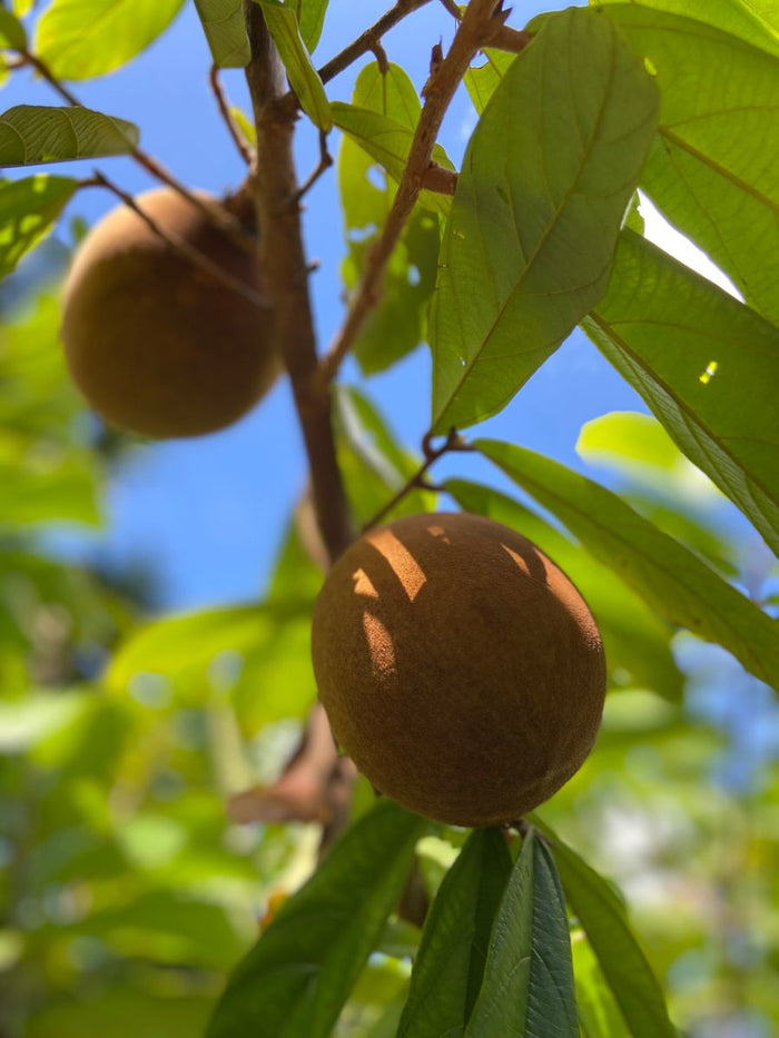 Manteca de Cupuaçu