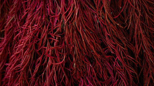 Oleoresina de Astaxantinas