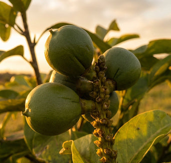 Aceite de Cacay