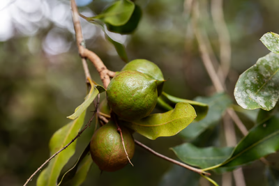 Aceite de Cacay