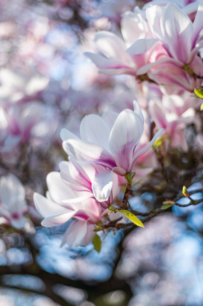 Honokiol + Magnolol